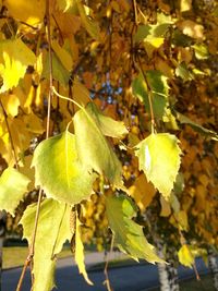 Close-up of yellow leaves on branch