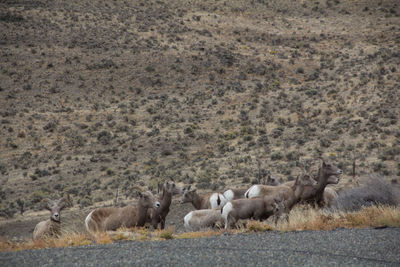 Flock of sheep