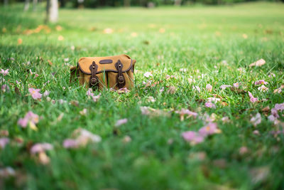 View of grass on field