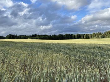 Scenic view of agricultural field against sky