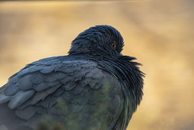 Close-up of pigeon