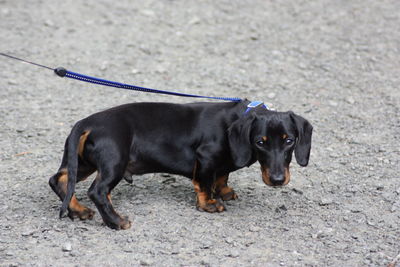 Side view of a dog