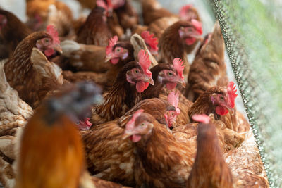 Close-up of rooster