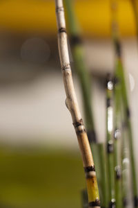 Close-up of bamboo plant