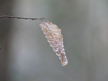 Close-up of frozen plant