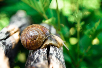 Close-up of snail on log