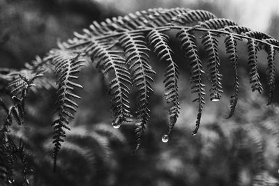 Black and white photo of a wet fern with a few drops hanging underneath 