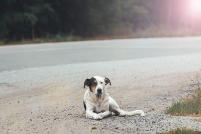 Dog running on road