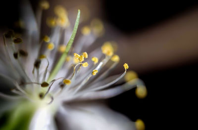 Close-up of flower