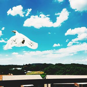 Dove flying against sky