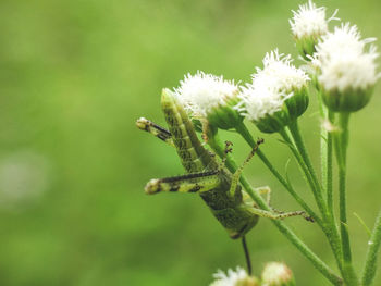 Close-up of insect on flower