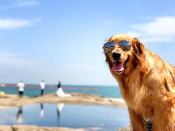 Dog looking at sea shore