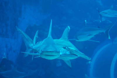 Fish swimming in sea