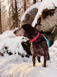 Dog on snow covered land