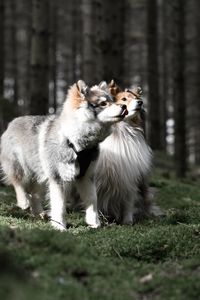 Portrait of a young puppy finnish lapphund dog and a sheltie shetland sheepdog in the forest