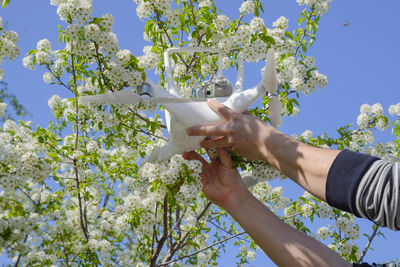 Hand holding flower tree against sky