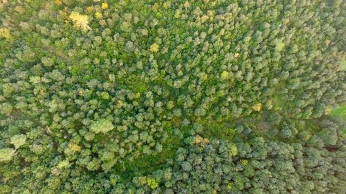 Full frame shot of plants