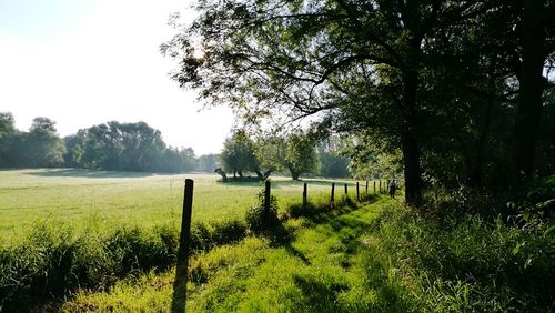 Trees on field against clear sky