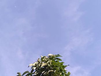 Low angle view of flowering plant against sky