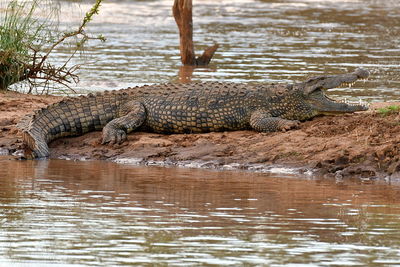 View of crocodile in water