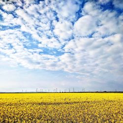 Scenic view of oilseed rape field against sky