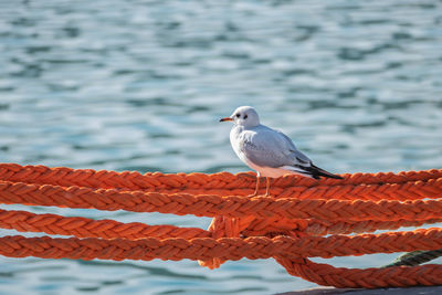 Close-up of seagull perching on railing against sea