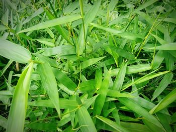 Full frame shot of wet grass