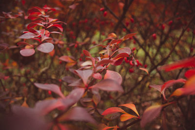 Close-up of red maple leaves on plant during autumn