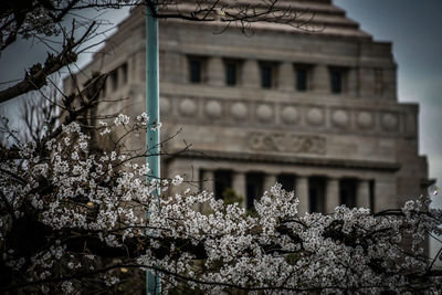 Low angle view of cherry tree by building