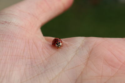 Cropped hand holding ladybug