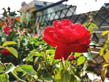 Close-up of red flower blooming outdoors