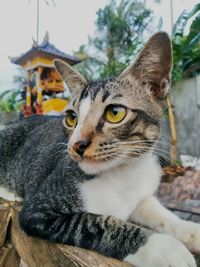 Close-up portrait of a cat