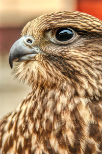 Close-up of eagle