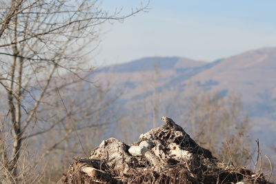 Close-up of dry plant on land against sky