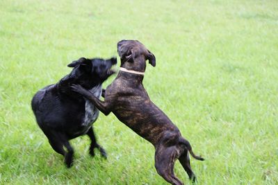 Black dog on field