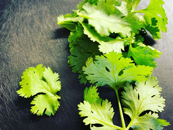 High angle view of green leaves on table