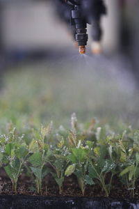 Close-up of water drops on field