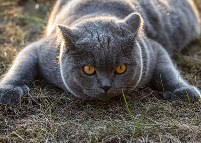 Close-up portrait of a cat