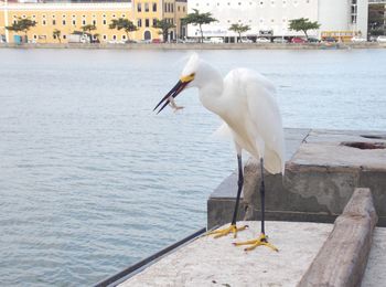 Seagull perching on a sea