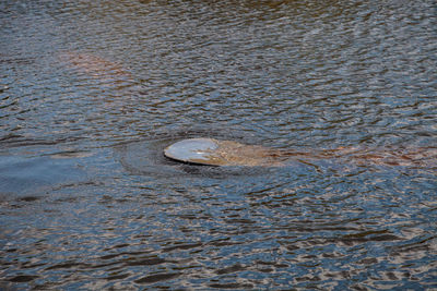 High angle view of turtle swimming in sea