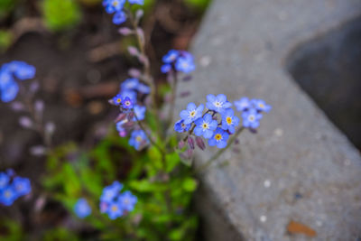 Close-up of purple flowering plant