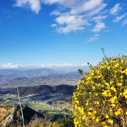 Yellow flowering plants on landscape against sky