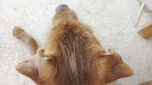 Close-up of dog