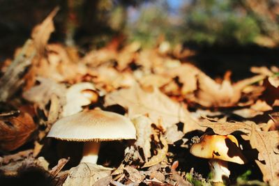 Close-up of fungus growing on tree trunk