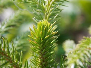 Close up shoot of needle-shaped leaves of scots pine tree