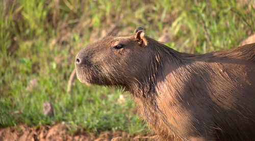 Side view of a capybara on field