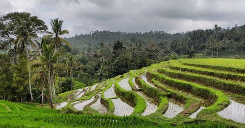 Scenic view of agricultural field against sky