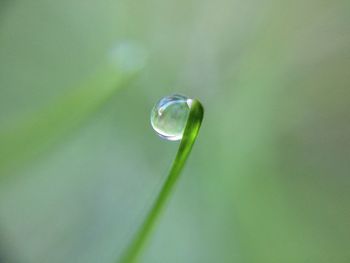 Close-up of water drop on leaf