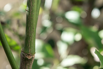 Close-up of lizard on plant
