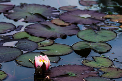 Close-up of lotus water lily in lake